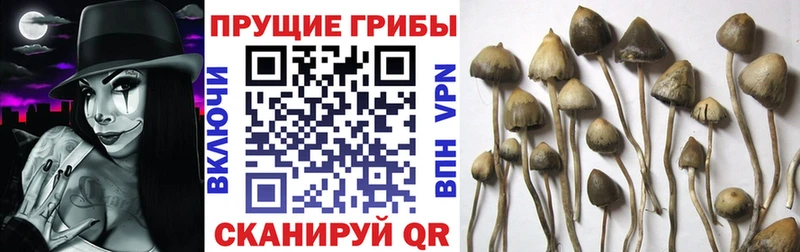 omg ONION  где купить наркотик  Богучар  Псилоцибиновые грибы GOLDEN TEACHER 